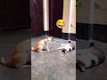 ওরা কি আমাকে মার্ডার করতে চেয়েছিল 🥺 #cat #catlove #funny #srasad