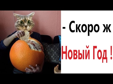 Приколы! СКОРО Ж НОВЫЙ ГОД - МЕМЫ!!! Смешные видео от – Доми шоу!