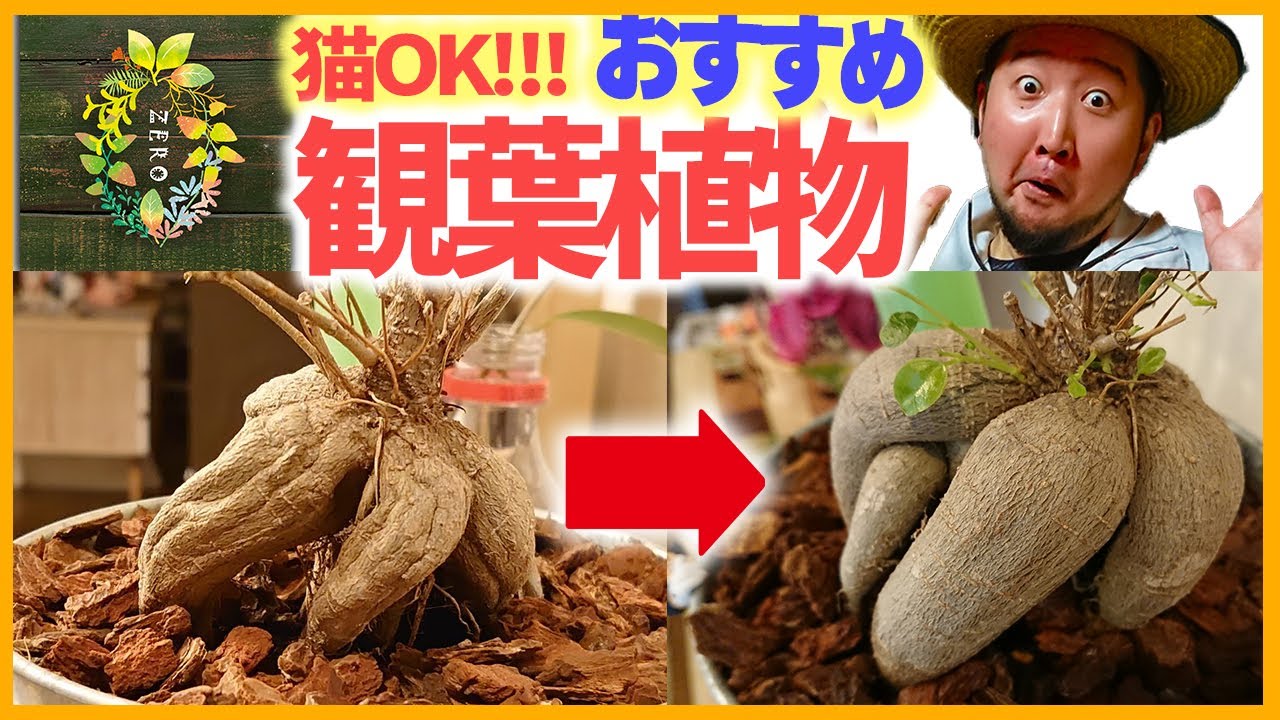 超簡単!!!最強にオススメ観葉植物二選!!!インテリアにも抜群