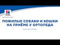 Вебинар на тему: “Пожилые собаки и кошки на приеме у ортопеда”. Лектор - Максим Кардаш.