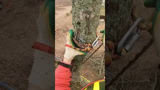 Как Завешивается Макушка Дерева!!! #Arboristika #Arboristlife #Chainsawman #Вальщик #Husqvarna#Stihl