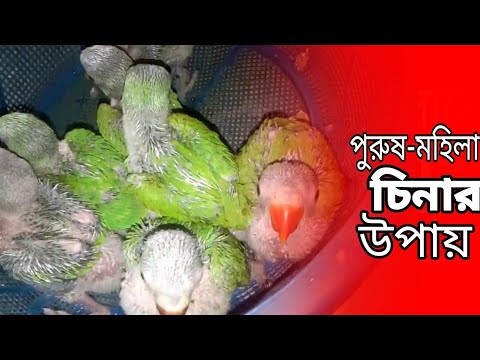 ভিডিও: তোতা কীভাবে বুঝবেন