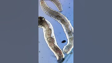 Secret Dimensions #microscopy  #tinywonders  #microlife  #microbiology  #microorganisms