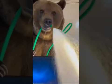 家に熊が侵入したけど思っていた被害と違ったｗｗｗ【Sora2】