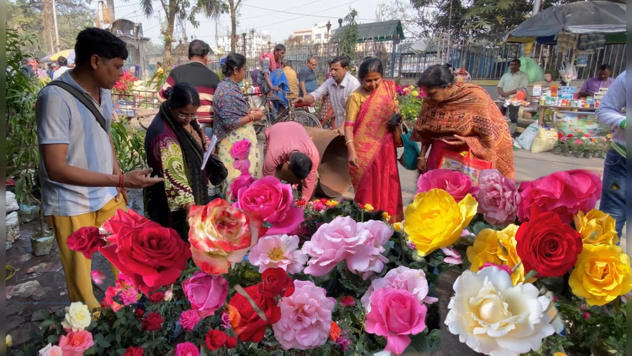LAKSMI NURSERY ROSE PLANT PRICE CHEAPEST ROSE PLANT AT GALIFF STREET