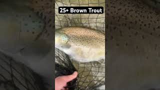 Huge Brown Trout Caught And Released