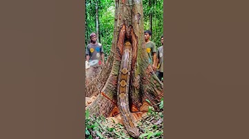 Cutting Down a Giant Tree and a Snake Appears! #treecutting #chainsaw #woodworking #shortsvideos