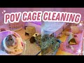 Pov realtime guinea pig cage cleaning 