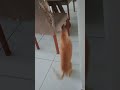 #animais #youtubeshorts #gatos #pets #gatos #