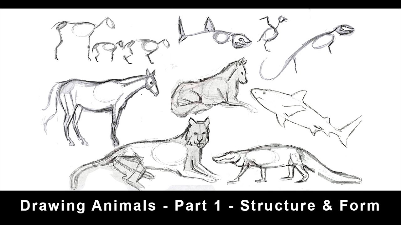 Drawing Animals For Beginners - Part 1 - Structure & Form - Youtube