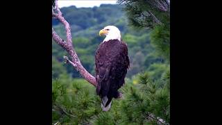Traverse City MI Eagles ~ Snow's Dad visits the fallen nest tree! June 14, 2026 Traverse City Eagle Newspaper
