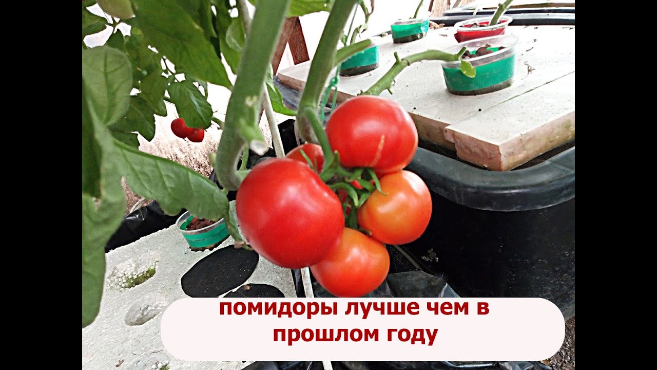 Чем подкормить томаты для созревания в августе. Чем подкормить томаты для созревания в августе
