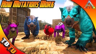 HOW MUTATIONS WORK IN ARK! STACKING COLOR AND STAT MUTATIONS! Ark Survival BREEDING Tutorial E1