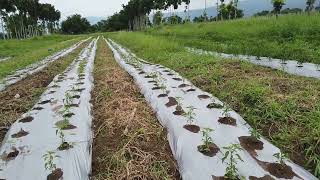 Chili Plantation Of Ate Glodssiling Labuyo Currently Selling At 700 Php Per Kilo?