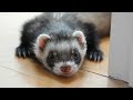 9 minutes and 27 seconds of FERRET TikToks 🥺 | Ferret TikTok Compilation 2020