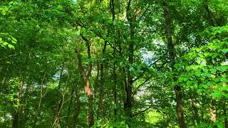 Birdsong and forest: for relaxation and meditation. by Stone Yogi 198 views 3 years ago 1 hour, 8 minutes