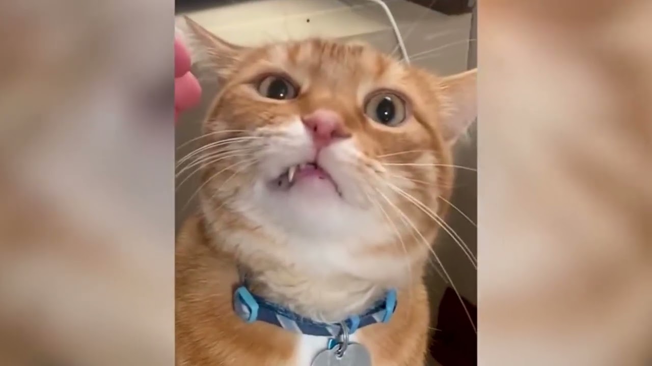 Bark & LOL | The Laughing Leash | Doggo Derp Central | Pawsitively HilariousSit, Stay, Laugh!