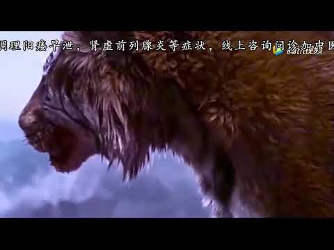 野生东北虎VS大胖东北虎，这差距实在太大了
