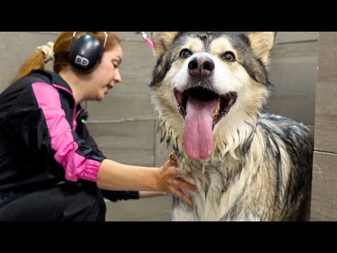 Koptoklar bilan chuqur tomoq porno