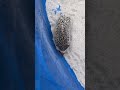 Hedgehog playing in the sand #hedgehog #pet