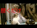 【猫記録641】激マブ保護猫天使 ど変態ストーカー猫との遭遇で腰が抜ける