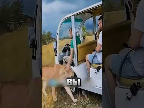 Вы не поверите, что делает этот лев #животные #львы #сафари #animals #дикаприрода #shorts