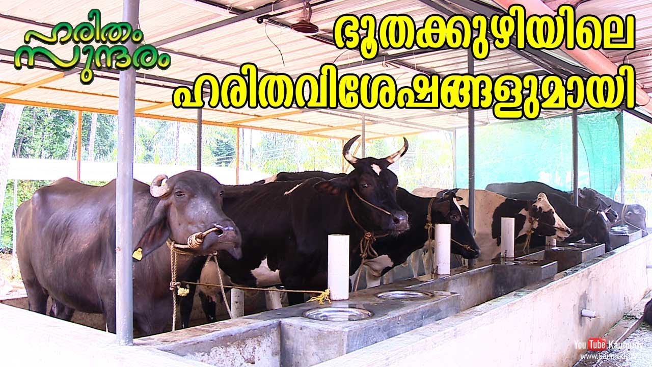 The Profitable Cow Farming at Bhoothakuzhi | Haritham Sundharam EPI 218