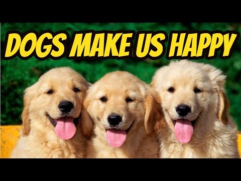 Video: Why Do Dogs Make Us Happy?