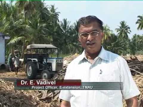 Turmeric Processing