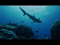 Shark Population Dynamics at Ascension Island