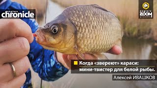 Когда "звереют" караси: мини-твистер для белой рыбы. Алексей Ивашков. Anglers Chronicle