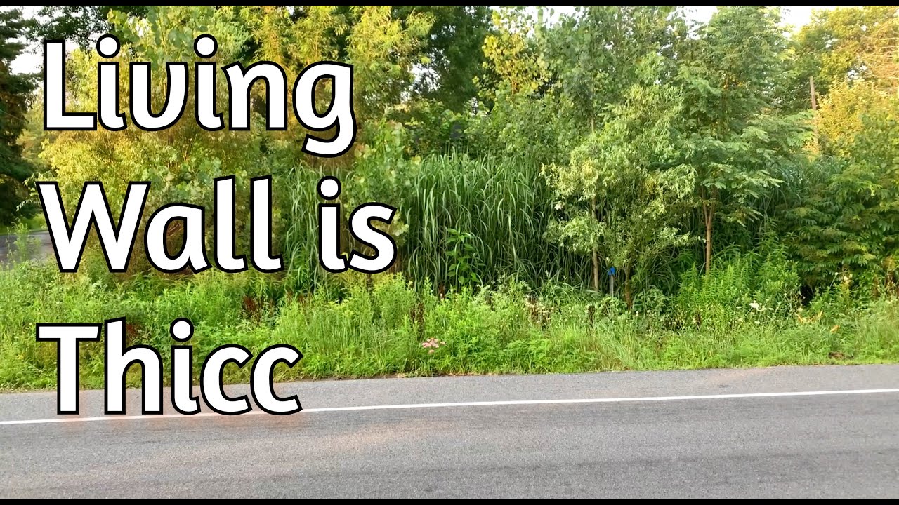 Living Wall - Summer Update