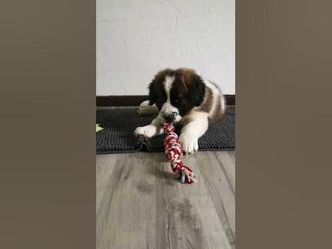 Придумали имя - Матильда ️ 2й день в новом доме. Уже лает🐶 - YouTube