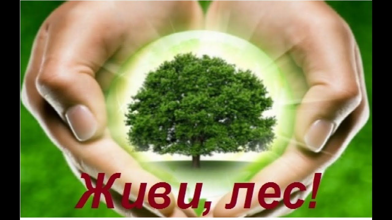 проект лес наше богатство. лес наше богатство. беседа живи лес. беседа живи лес. беседа живи лес.