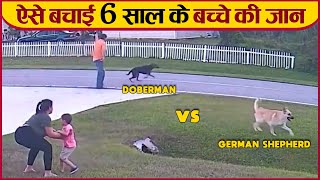 German Shepherd Saves Six year old Boy From Attack by Another Dog by Dog Breeds 101 12 views 9 months ago 1 minute, 20 seconds