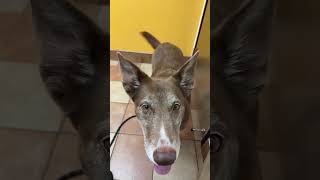 Sick as a Dog! Poor Park Puppy! At the vet to try and figure it out! #dog #puppy #vet #sick #shorts Sick as a Dog! Poor Park Puppy! At the vet to try and figure it out! #dog #puppy #vet #sick #shorts