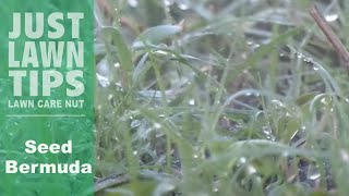 Seeding Bermuda Grass :: Here's How To Do It