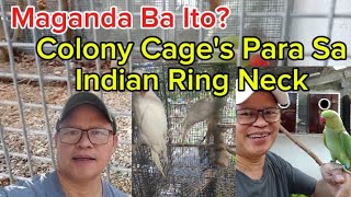 Maganda Ba Ito? Breeding Colony Cage's Para Sa Indian Ring Neck Parakeets.. #buhaymagiibon