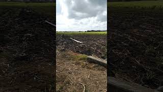 #province #farm #sugarcane #agricultural #land binangkaan cadiz city Neg OCC PHL