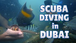 Scuba Diving in Dubai  Bermuda Diving Center