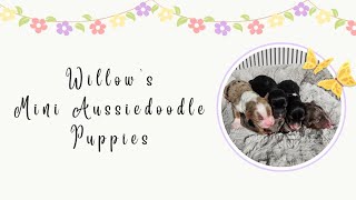 Willow's Mini Aussiedoodle Puppies 2wk Pupdate by TN Valley Aussies & Doodles 105 views 2 months ago 4 minutes, 33 seconds