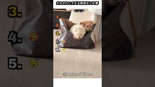 犬のかわいすぎる瞬間まとめ🐶