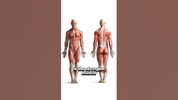The Strongest Muscle In Your Body 💪(Not as you might expect)