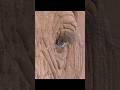 Capture de la vidéo An Elephant Mother's Instinct Prevents Her From Abandoning Her Young, But Alas.. #Wildlife #Animals