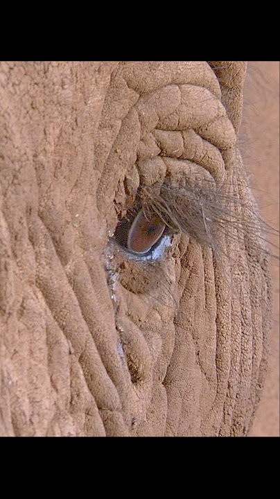 An elephant mother's instinct prevents her from abandoning her young, but alas.. #wildlife #animals
