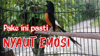 Download Lagu PANCINGAN AMPUH MURAI BATU GACOR FULL ISIAN, SEKALI DENGAR MURAI APAPUN RESPON NEMBAK MATERI KERAS MP3 Download Lagu PANCINGAN AMPUH MURAI BATU GACOR FULL ISIAN, SEKALI DENGAR MURAI APAPUN RESPON NEMBAK MATERI KERAS MP3
