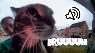Cat Meows into door camera meme but different sounds