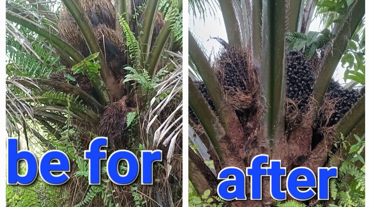 cara atasi buah cengkeh/landak jadi buah normal... #khususpemula  #khususpemula  #bibitsawit  #short