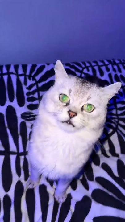 Deksy the cat 😺 - YouTube