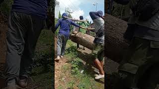 Gotong Kayu blandong kayujati  pekerjakeras  semangat
